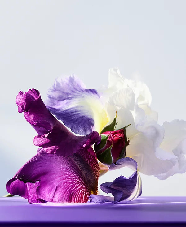 Omnia Amethyst By Bvlgari 2.2 EDT